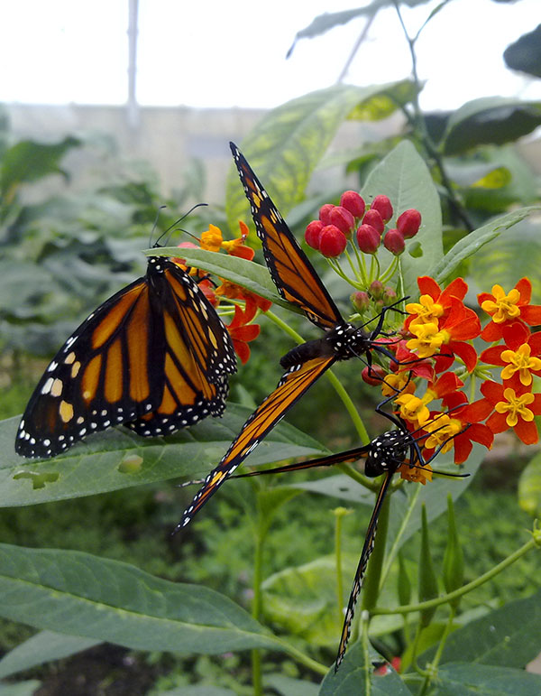 mariposario